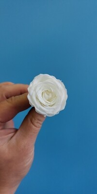 Роза белая 2,5-3см стаб Китай