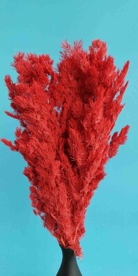​Asparagus stabilized red
