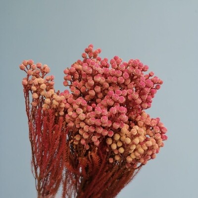 ​Stabilized pink brunia