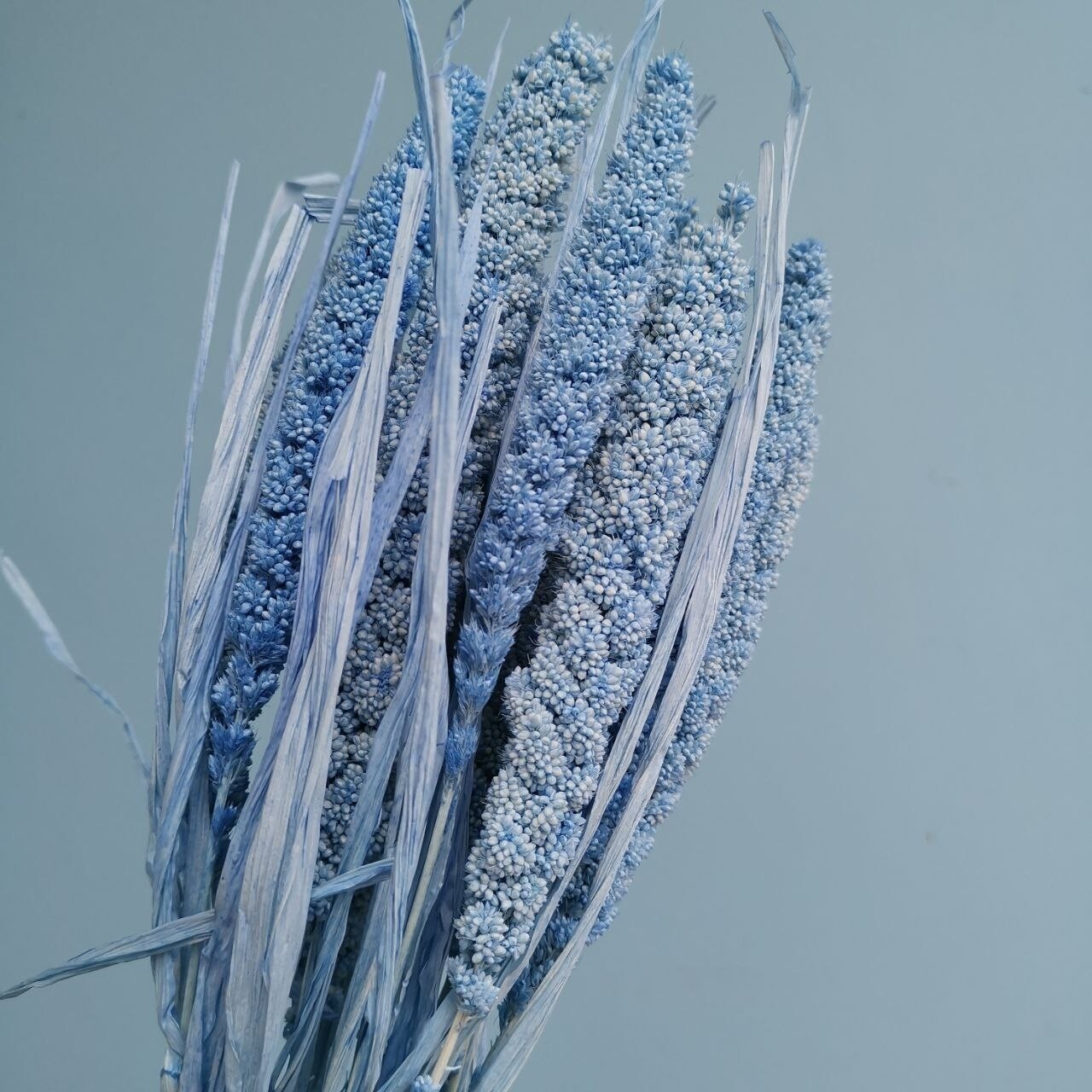 ​Setaria light blue dried