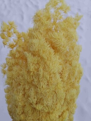 Stabilized yellow asparagus