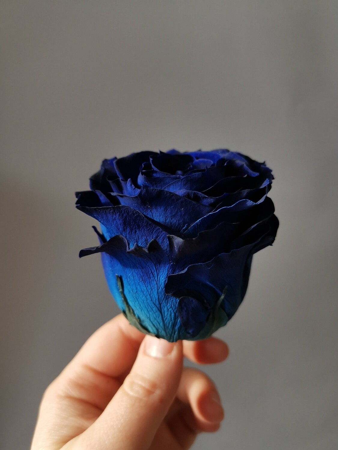 Роза синяя пионовидная 6-7см стабилизированная