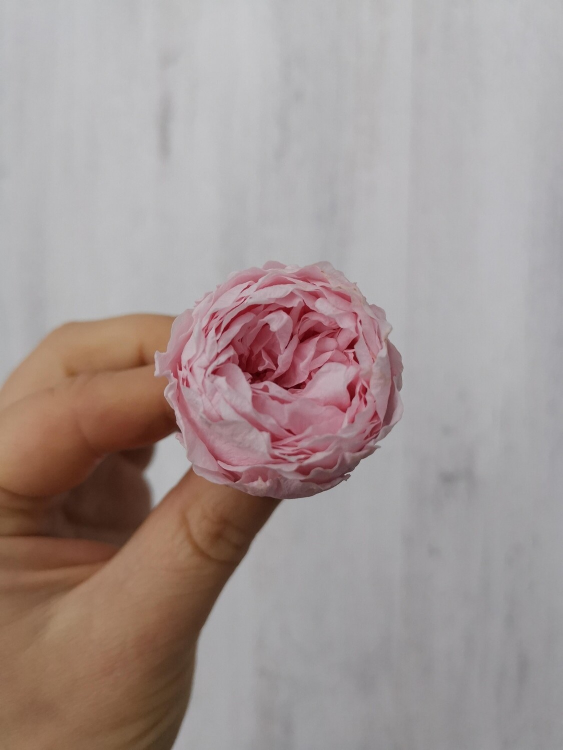Роза розовая 3-3,5см стабилизированная пионовидная