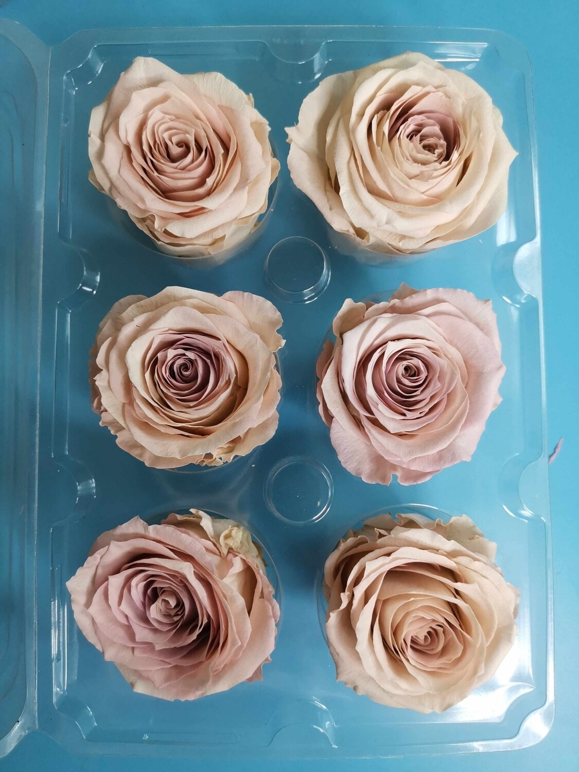 Роза розовая пастель 5-6см  стабилизированная