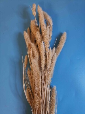 ​Setaria dried flowers