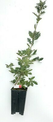 Chêne Truffier Pubescent Tuber Mélanosporum 3 ans (quercus pubescens)