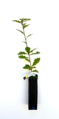 Chêne Truffier Pubescent Tuber Uncinatum (quercus pubescens)