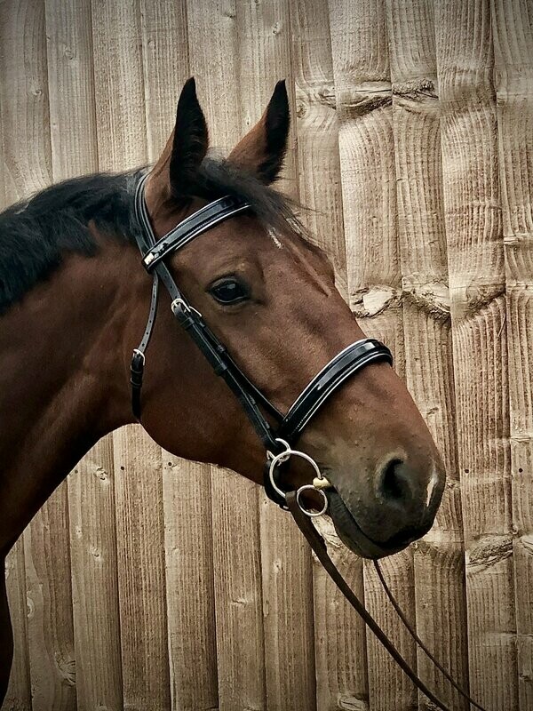 Patent Padded bridle with crank noseband