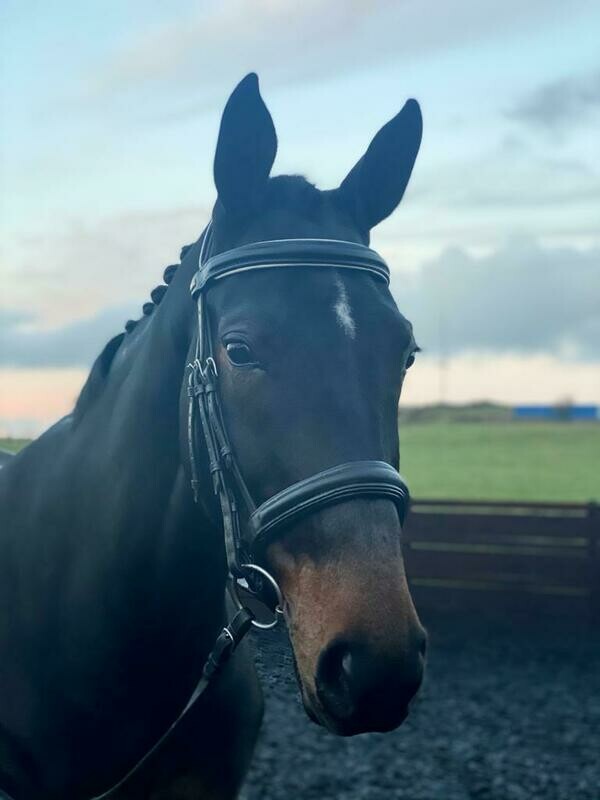 Padded bridle with crank noseband