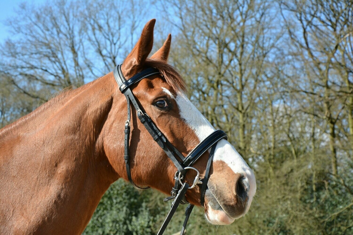 Adams-Tack Horse Flashy Comfort Crown Crank Cavesson bridle
