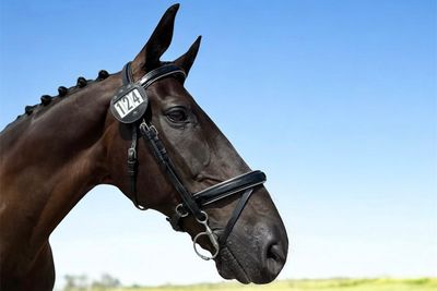 Bridles