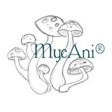 MycAni Vitalpilze