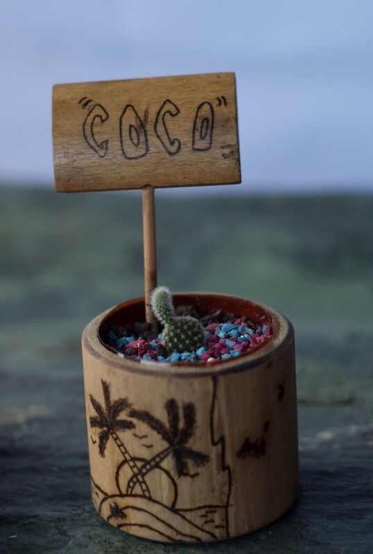 maceta y planta suculenta