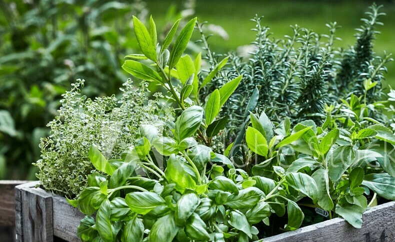 TUSCAN HERB INFUSED EVOO TUSCAN HERB INFUSED EVOO