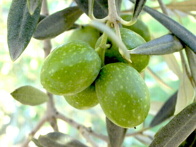 HOUSE BLEND (TUNISIAN) EVOO