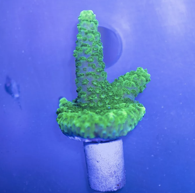 Aussie Green Slimer