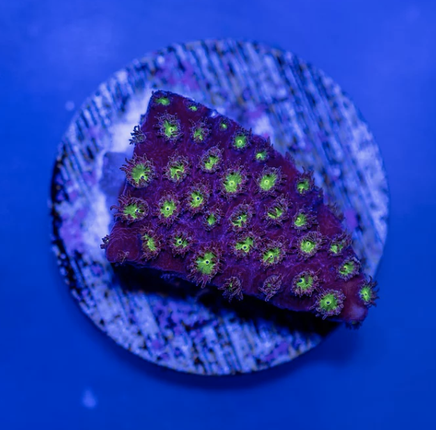 Bling Bling Cyphastrea