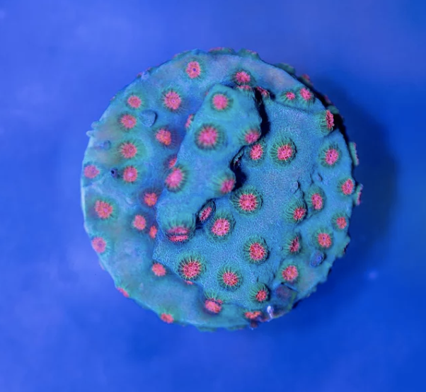 Meteor Shower Cyphastrea