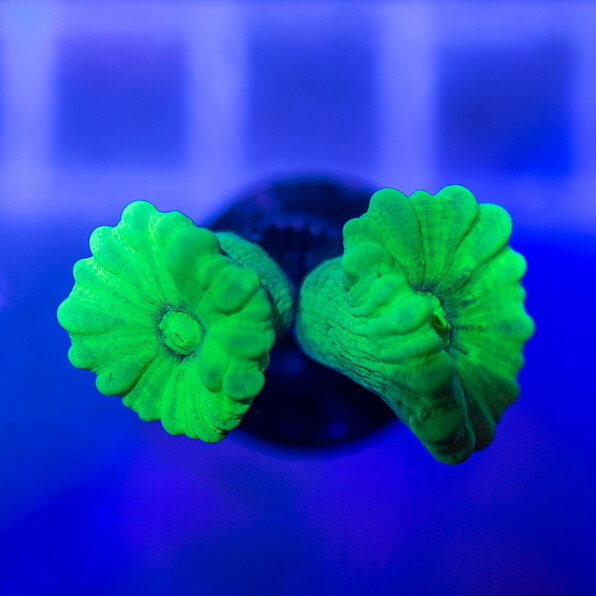 TRUMPET CORAL