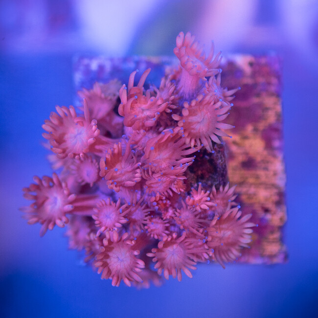 PINK GONIPORA