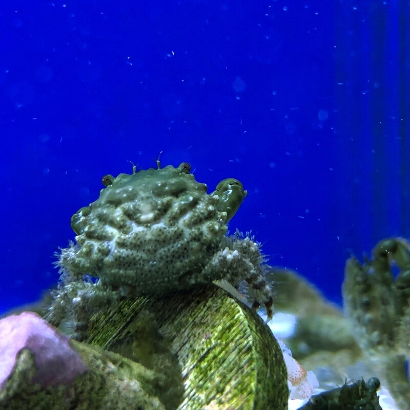 Emerald Crab