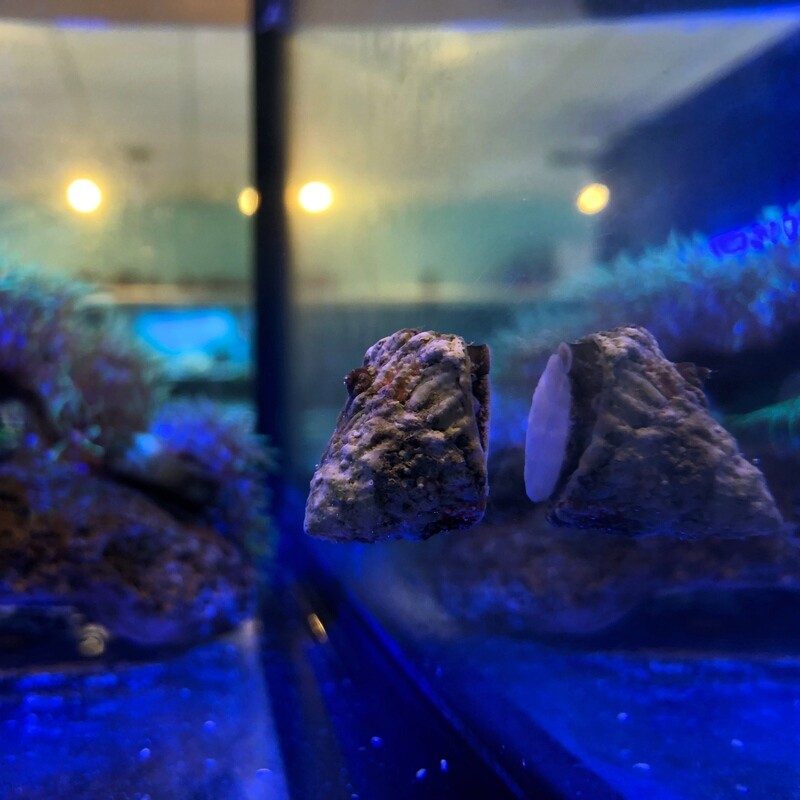 Astraea Turbo Snail