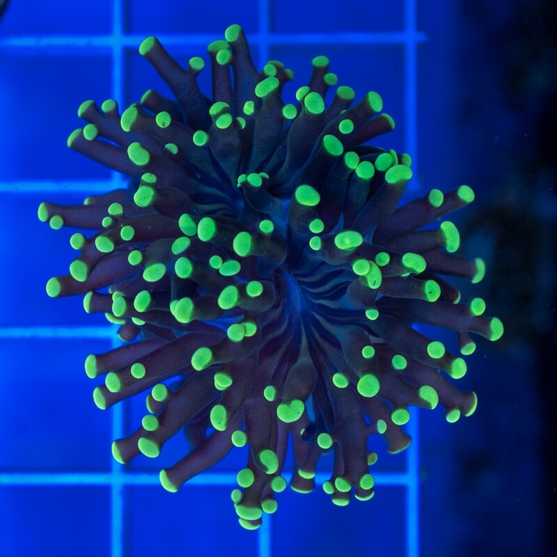 BRANCHING FROGSPAWN