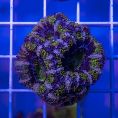 White Strip Green and Purple Acan White Strip Green and Purple Acan