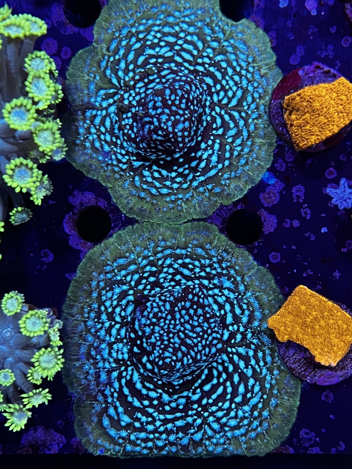 MR FREEZE LEPTOSERIS