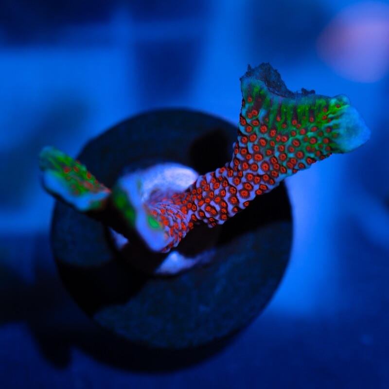 BUBBLE GUM DIGI