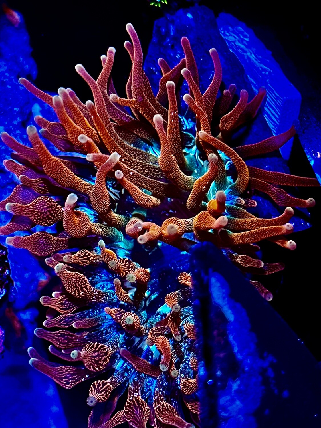 COLORADO SUNBURST ANENOME