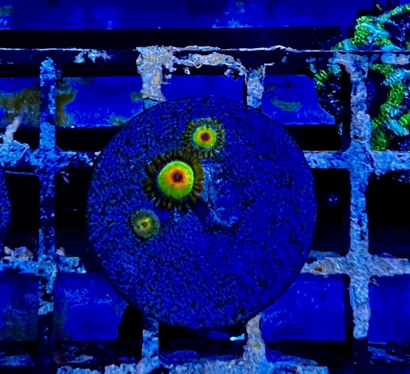 RASTA ZOA