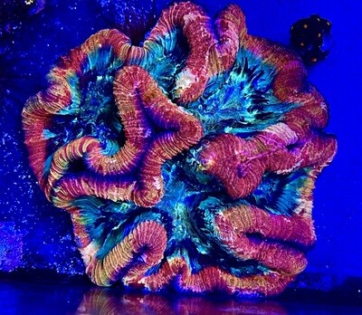 Rainbow Trachy Coral