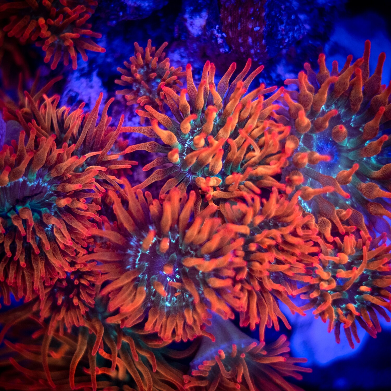Rainbow Bubble Tip Anemone