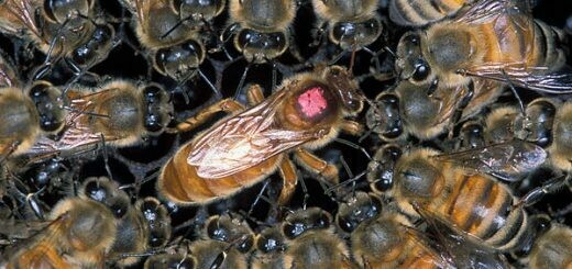 Queen Cells/Nucleus Colony
