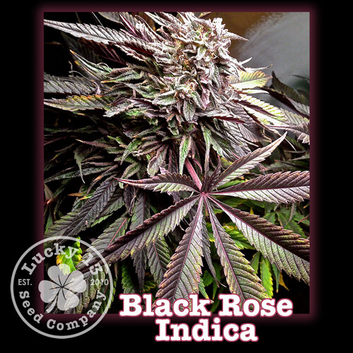 Black Rose Indica Black Rose Indica