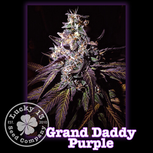 Grand Daddy Purple Grand Daddy Purple