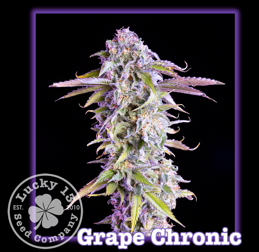 Grape Chronic