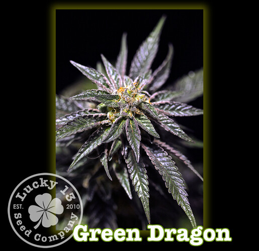 Green Dragon Green Dragon