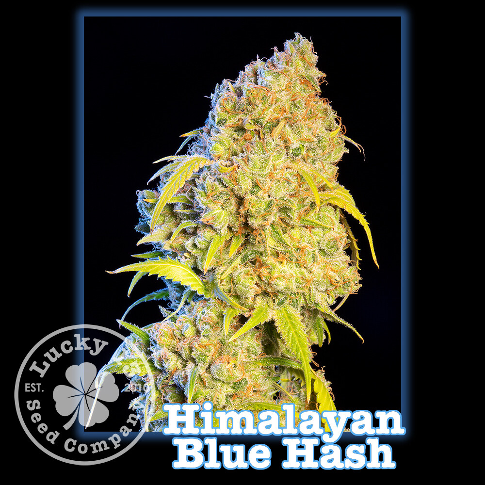 Himalayan Blue Hash