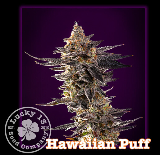Hawaiian Puff