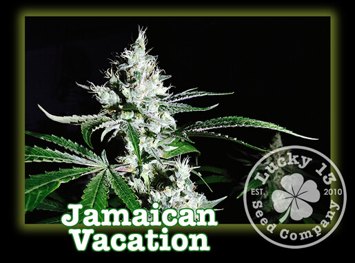 Jamaican Vacation