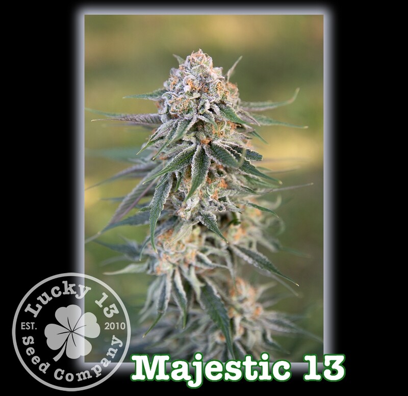 Majestic 13