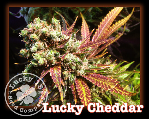 Lucky Cheddar Lucky Cheddar