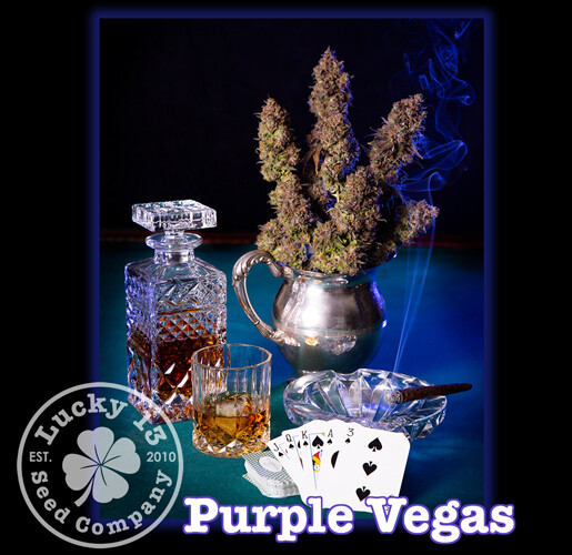 Purple Vegas