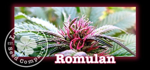 Romulan