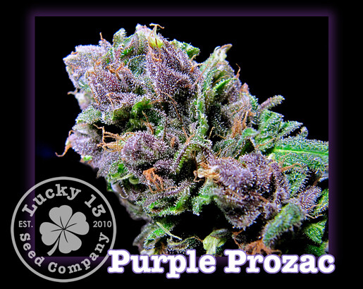 Purple Prozac