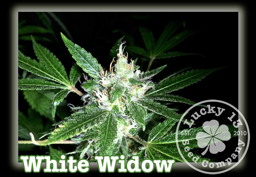 White Widow White Widow