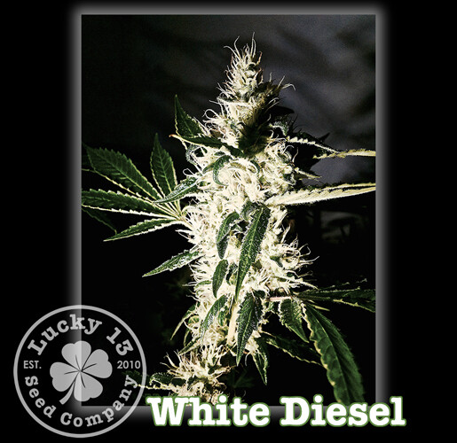 White Diesel White Diesel
