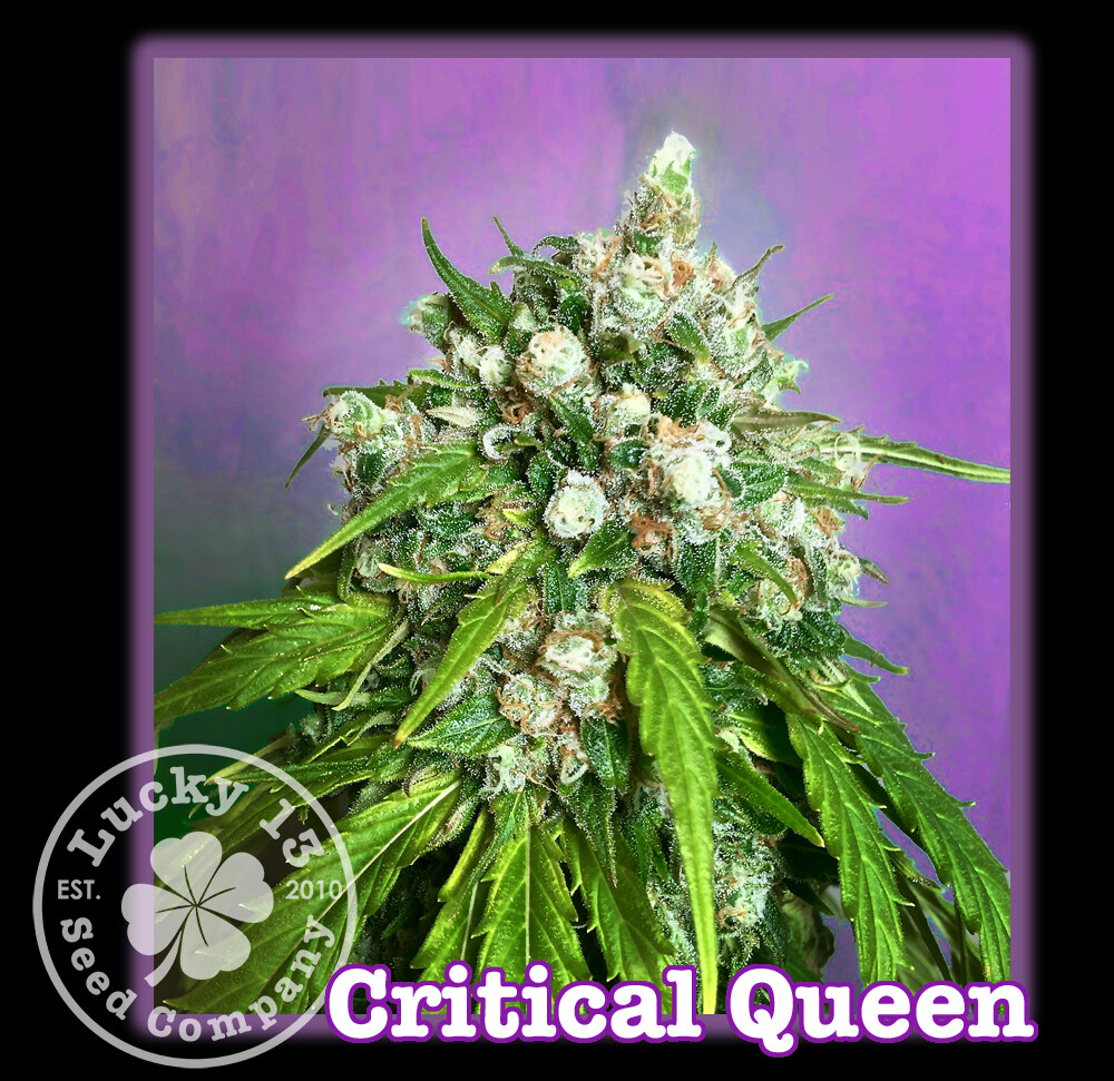 Critical Queen Critical Queen